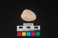 藏品(貝殼)的圖片