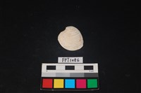 藏品(貝殼)的圖片