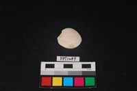 藏品(貝殼)的圖片