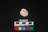 藏品(貝殼)的圖片