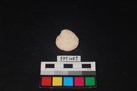 藏品(貝殼)的圖片