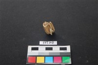 藏品(鹿骨)的圖片