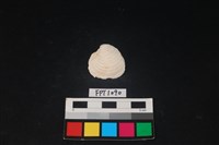 藏品(貝殼)的圖片