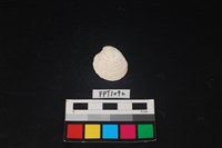 藏品(貝殼)的圖片