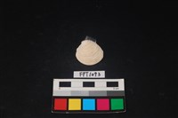 藏品(貝殼)的圖片