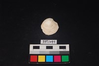 藏品(貝殼)的圖片