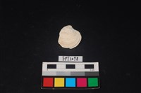 藏品(貝殼)的圖片