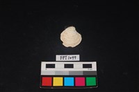 藏品(貝殼)的圖片