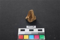 藏品(鹿骨)的圖片