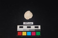 藏品(貝殼)的圖片