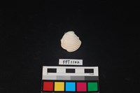 藏品(貝殼)的圖片