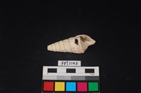 藏品(貝殼)的圖片