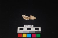 藏品(貝殼)的圖片