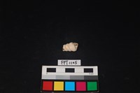 藏品(貝殼)的圖片