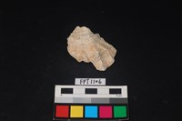 藏品(貝殼)的圖片