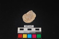 藏品(貝殼)的圖片