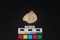 藏品(貝殼)的圖片