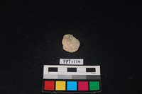 藏品(貝殼)的圖片