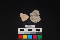 藏品(貝殼)的圖片