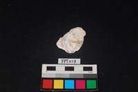 藏品(貝殼)的圖片