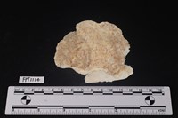 藏品(貝殼)的圖片