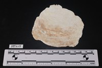 藏品(貝殼)的圖片