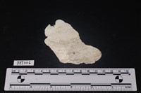 藏品(貝殼)的圖片