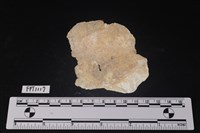 藏品(貝殼)的圖片