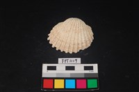 藏品(貝殼)的圖片