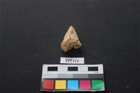 藏品(鹿骨)的圖片