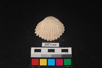 藏品(貝殼)的圖片