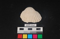 藏品(貝殼)的圖片