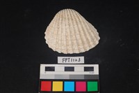 藏品(貝殼)的圖片