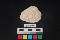 藏品(貝殼)的圖片