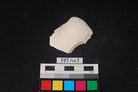 藏品(貝殼)的圖片