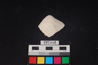 藏品(貝殼)的圖片