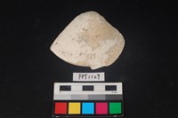 藏品(貝殼)的圖片