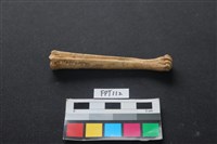 藏品(山羌骨)的圖片