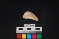 藏品(貝殼)的圖片