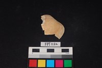 藏品(貝殼)的圖片