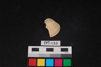 藏品(貝殼)的圖片