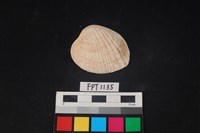 藏品(貝殼)的圖片