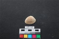 藏品(貝殼)的圖片