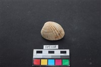 藏品(貝殼)的圖片