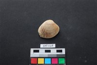 藏品(貝殼)的圖片