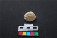 藏品(貝殼)的圖片