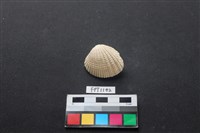 藏品(貝殼)的圖片