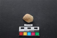 藏品(貝殼)的圖片