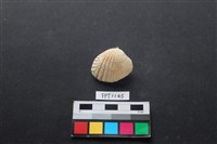 藏品(貝殼)的圖片