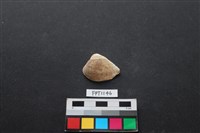 藏品(貝殼)的圖片